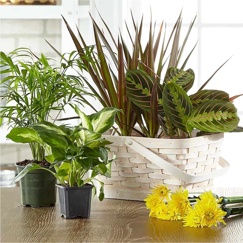 Florist Designed Blooming and Green Plants in a Basket – Flowers By Marianne, Newburyport MA