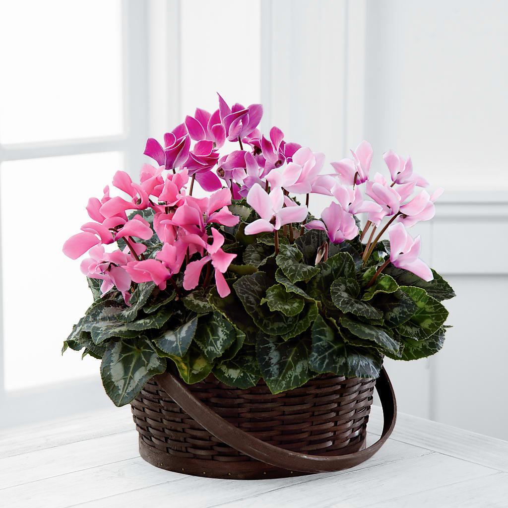 Mixed Cyclamen Planter – Flowers By Marianne, Newburyport MA