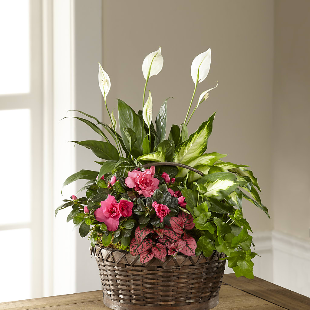 Dream in Pink Dishgarden – Flowers By Marianne, Newburyport MA