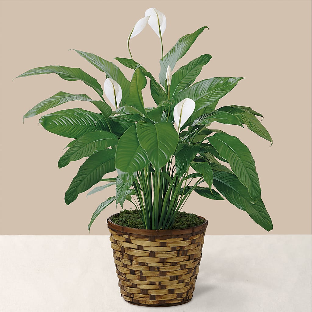 Tranquil Moments Peace Lily Plant – Flowers By Marianne, Newburyport MA