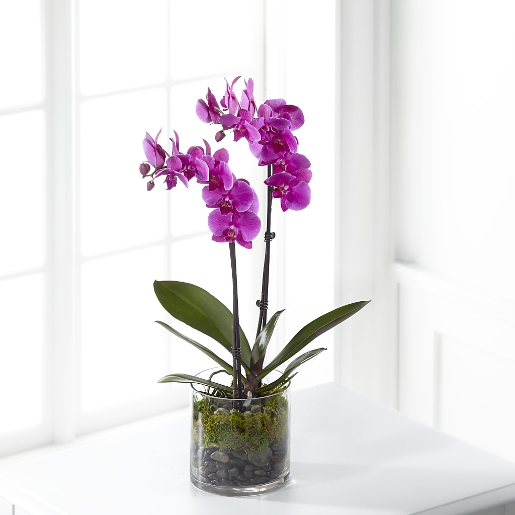 Pink Orchid Plant – Flowers By Marianne, Newburyport MA