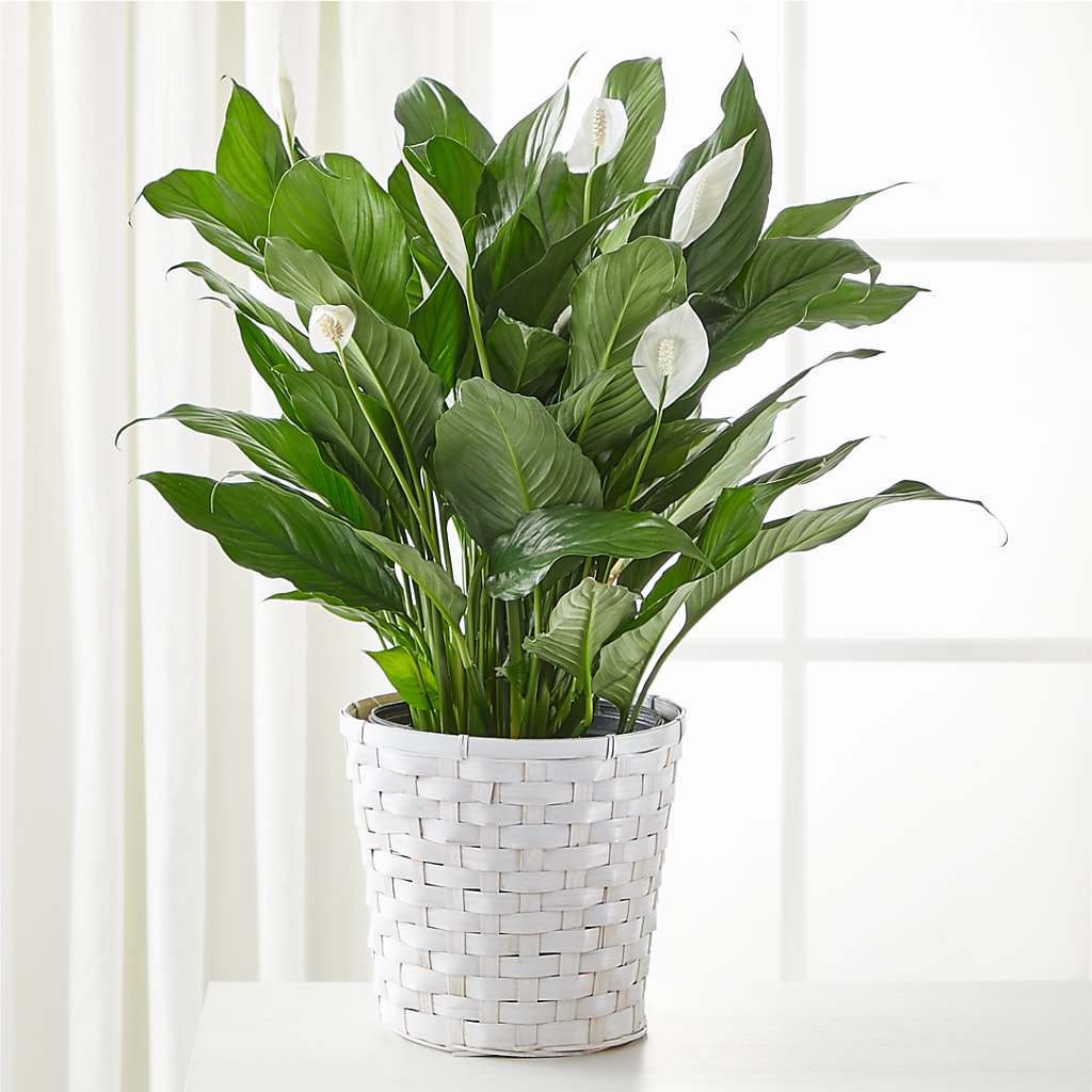 A New Leaf Peace Lily – Flowers By Marianne, Newburyport MA