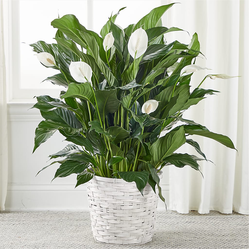 A New Leaf Peace Lily – Flowers By Marianne, Newburyport MA