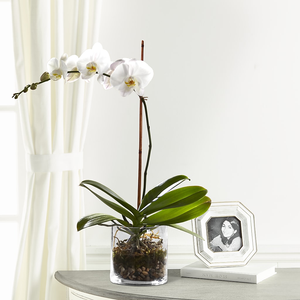 White Orchid Planter – Flowers By Marianne, Newburyport MA