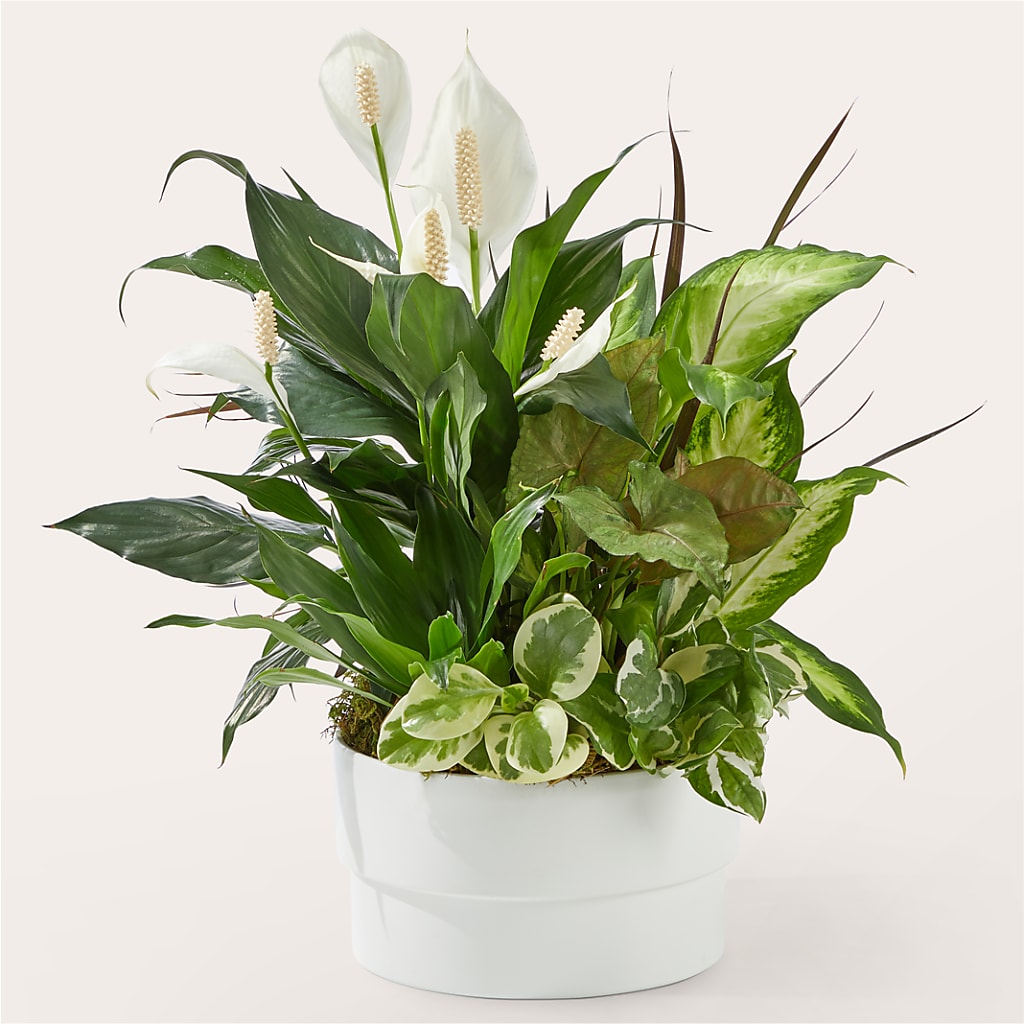 Radiating Positivity Dishgarden – Flowers By Marianne, Newburyport MA