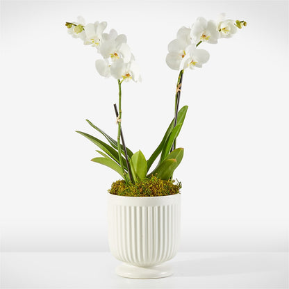 Whispering White Orchid –  Flowers By Marianne, Newburyport MA
