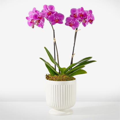 Friendly Fuchsia Orchid –  Flowers By Marianne, Newburyport MA