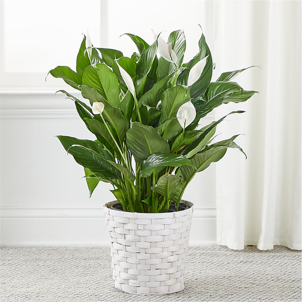 A New Leaf Peace Lily –  Flowers By Marianne, Newburyport MA