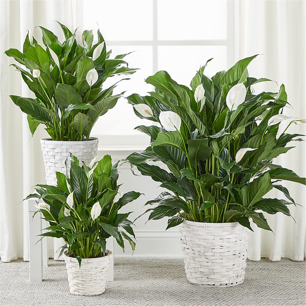 A New Leaf Peace Lily –  Flowers By Marianne, Newburyport MA