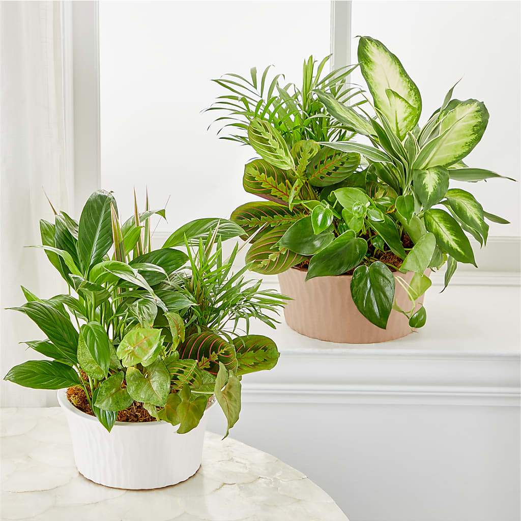 Balance & Harmony Dishgarden –  Flowers By Marianne, Newburyport MA