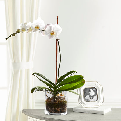 White Orchid Planter –  Flowers By Marianne, Newburyport MA