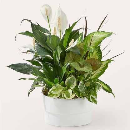 Radiating Positivity Dishgarden –  Flowers By Marianne, Newburyport MA